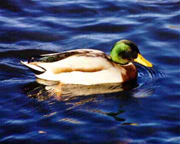 Paddlin' Along. Mallard Duck. Wildlife.