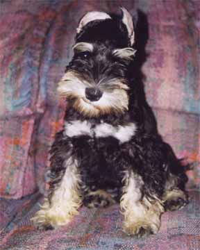 A Miniature Schnauzer puppy.