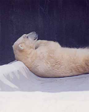 Snoozin' . Polar Bear. Bronx Zoo, NYC.