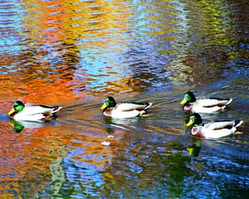 The Duck Squad. Mallard Ducks. Wildlife.