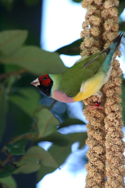 Lady Gouldian Finch.