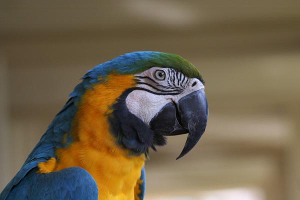 Blue and Gold Macaw.