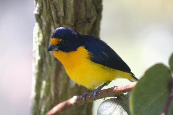 Violet Euphonia.