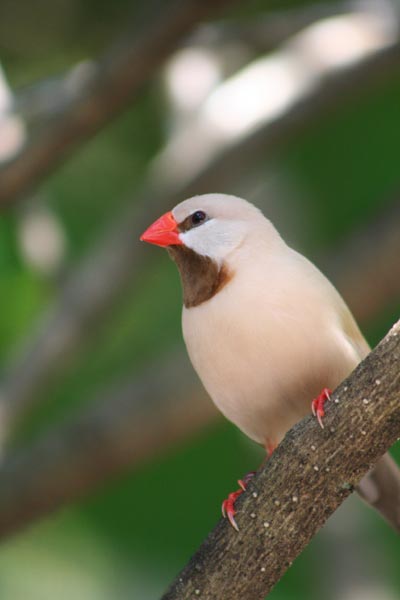 Female Shaftail Finch.