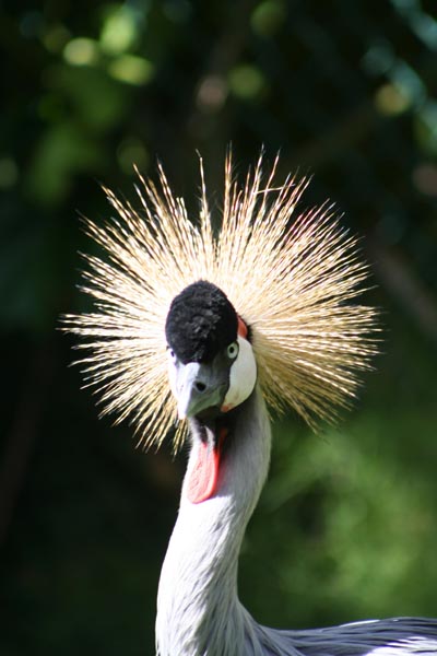 Grey Crowned Crane.