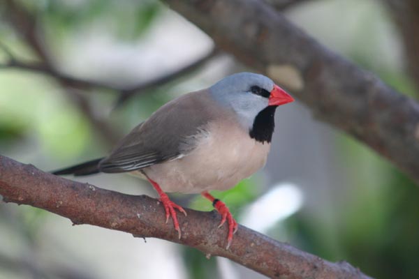 Male Shaftail Finch.