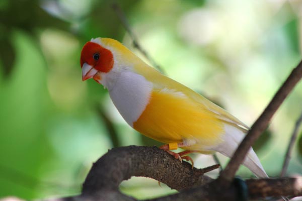 Yellow Gouldian Finch.