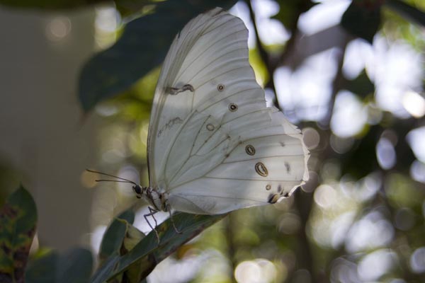 Butterfly at Bronx Zoo in New York City.