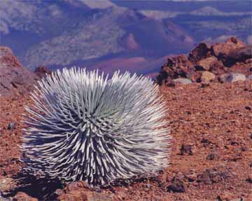 Silversword Plant on Haleakala Volcano, Maui Hawaii.