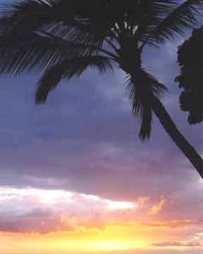 Purple Palm Sunset. Maui. Hawaii.